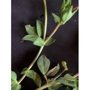 Lotus corniculatus-IMG_1702.JPG