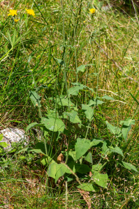 Jean-Jacques Houdré, le  2 juillet 2025 (Beaumont-du-Ventoux)