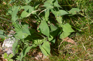 Jean-Jacques Houdré, le  2 juillet 2025 (Beaumont-du-Ventoux)