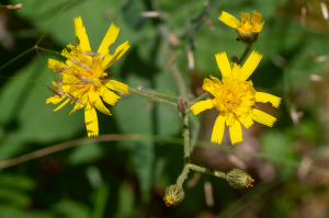 Jean-Jacques Houdré, le  2 juillet 2025 (Beaumont-du-Ventoux)
