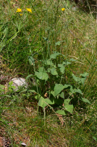 Jean-Jacques Houdré, le  2 juillet 2025 (Beaumont-du-Ventoux)