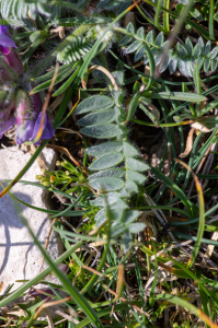 Jean-Jacques Houdré, le  1 juillet 2025 (Beaumont-du-Ventoux)