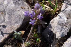 Jean-Jacques Houdré, le  1 juillet 2025 (Beaumont-du-Ventoux)