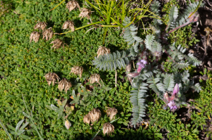 Jean-Jacques Houdré, le  1 juillet 2025 (Beaumont-du-Ventoux)