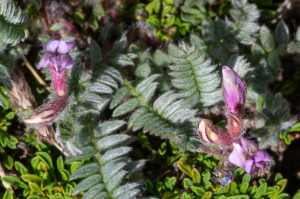 Jean-Jacques Houdré, le  1 juillet 2025 (Beaumont-du-Ventoux)