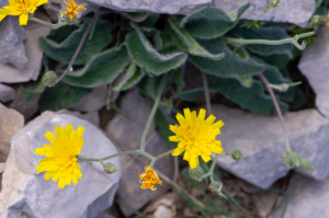 Jean-Jacques Houdré, le  2 juillet 2025 (Beaumont-du-Ventoux)