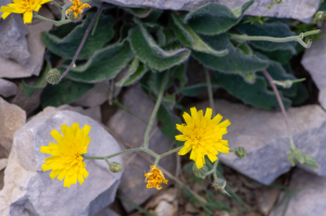 Jean-Jacques Houdré, le  2 juillet 2025 (Beaumont-du-Ventoux)