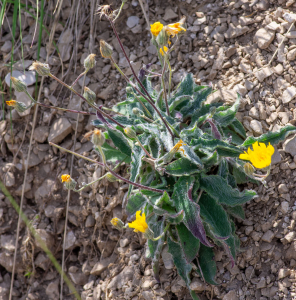Jean-Jacques Houdré, le  2 juillet 2025 (Beaumont-du-Ventoux)