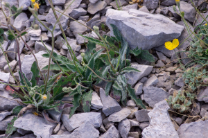 Jean-Jacques Houdré, le  2 juillet 2025 (Beaumont-du-Ventoux)