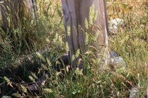 Jean-Jacques Houdré, le  3 juillet 2025 (Beaumont-du-Ventoux)