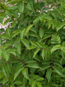 Claire Felloni, le 28 juillet 2025 (Le Mans, Pays de la Loire, France)