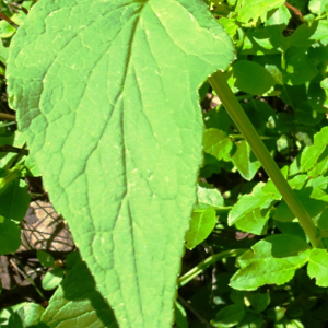 Photographie n°3288049 du taxon Phyteuma spicatum L. [1753]