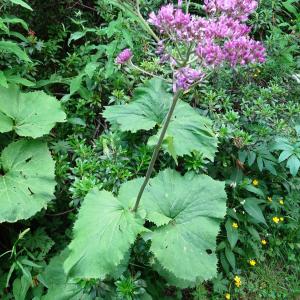 Adenostyles alpina (L.) Bluff & Fingerh. (Adénostyle des Alpes)