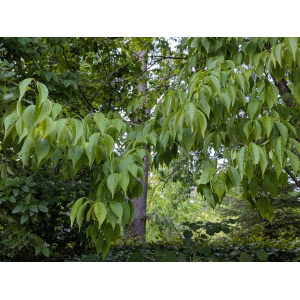 Eucommia ulmoides Oliv.