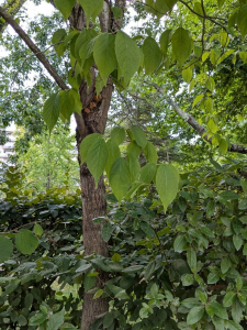 Claire Felloni, le  1 août 2025 (Le Mans, Pays de la Loire, France)