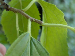 Claire Felloni, le  1 août 2025 (Le Mans, Pays de la Loire, France)