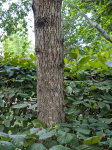 Claire Felloni, le  1 août 2025 (Le Mans, Pays de la Loire, France)