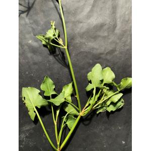 Rumex scutatus-IMG_1809.JPG