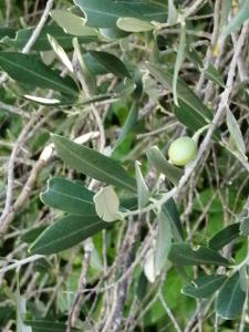 Patrick Ressayre, le  3 août 2025 (Bourg-Saint-Andéol)