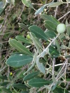 Patrick Ressayre, le  3 août 2025 (Bourg-Saint-Andéol)