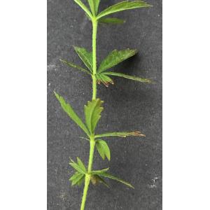 Potentilla erecta-IMG_1890.JPG