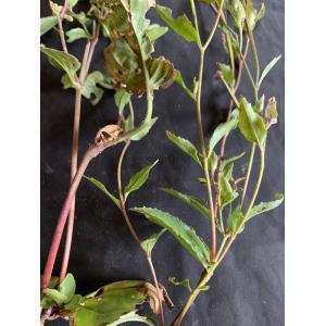 Epilobium parviflorum-IMG_1902.JPG