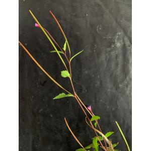 Epilobium parviflorum-IMG_1917.JPG