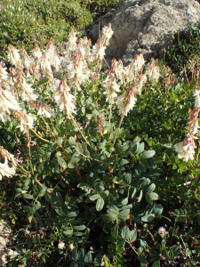 Sylvain Piry, le 30 juillet 2025 (Gap (France, Hautes-Alpes, Gap, Pic de Gleize (2160 m)))