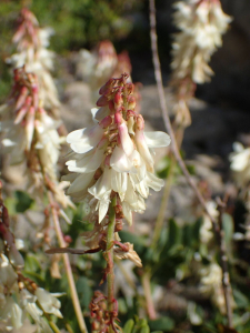 Sylvain Piry, le 30 juillet 2025 (Gap (France, Hautes-Alpes, Gap, Pic de Gleize (2160 m)))