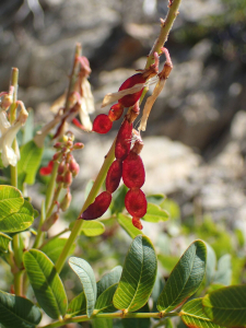 Sylvain Piry, le 30 juillet 2025 (Gap (France, Hautes-Alpes, Gap, Pic de Gleize (2160 m)))