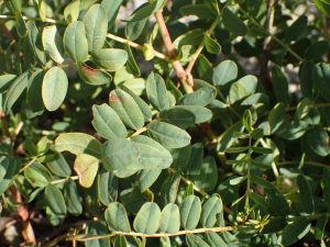 Sylvain Piry, le 30 juillet 2025 (Gap (France, Hautes-Alpes, Gap, Pic de Gleize (2160 m)))