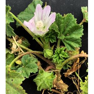 Malva neglecta-IMG_1934.JPG