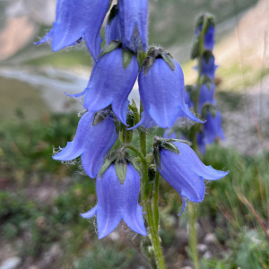 Campanula barbata