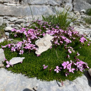 Silene acaulis
