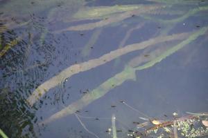 Marie Portas, le 10 août 2025 (May-en-Multien (Canal de l'Ourcq))