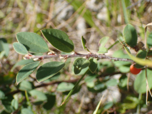 Sylvain Piry, le  2 août 2025 (Sigoyer (France, Hautes-Alpes, Sigoyer, La Petite Céüse (1509 m)))
