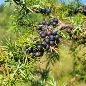 Juniperus communis