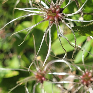 Clematis vitalba