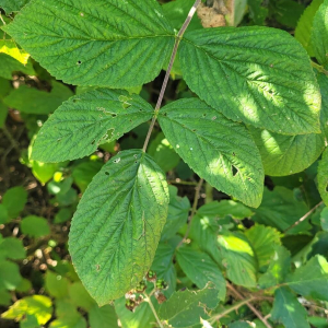 Rubus idaeus