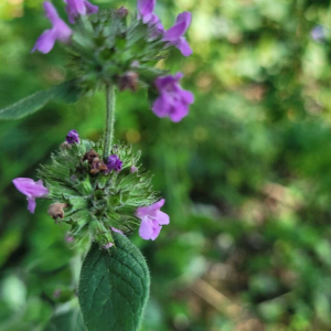 Clinopodium vulgare