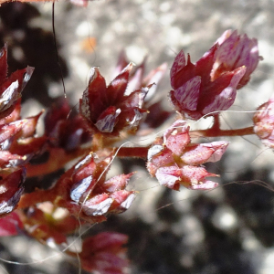 Photographie n°3308922 du taxon Sedum dasyphyllum L. [1753]