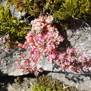 Photographie n°3308927 du taxon Sedum dasyphyllum L. [1753]