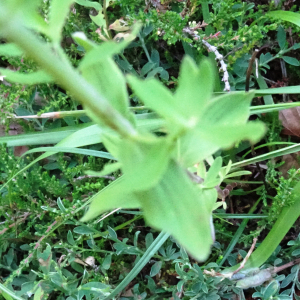 Photographie n°3309032 du taxon Hypericum perforatum L. [1753]