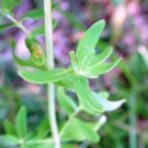 Photographie n°3309033 du taxon Hypericum perforatum L. [1753]