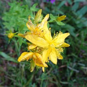 Photographie n°3309034 du taxon Hypericum perforatum L. [1753]