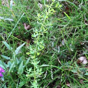 Photographie n°3309035 du taxon Hypericum perforatum L. [1753]