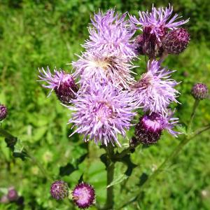 Photographie n°3309410 du taxon Cirsium arvense (L.) Scop. [1772]