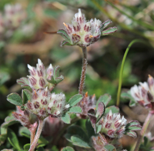 JeanLoupBenoit, le 17 août 2025 (Villaroger)