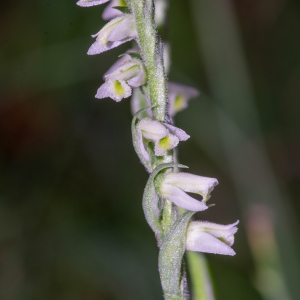 Photographie n°3310990 du taxon Spiranthes spiralis (L.) Chevall. [1827]