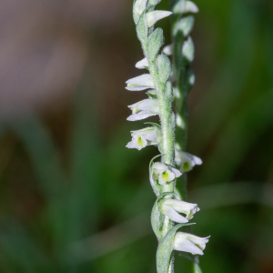 Photographie n°3310991 du taxon Spiranthes spiralis (L.) Chevall. [1827]